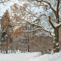 Снежный ноябрь :: Виталий 