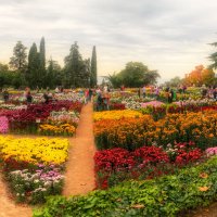 "Бал хризантем" в Никитском ботаническом саду :: Николай Ковтун