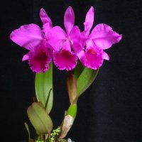 Orquídeas :: Edgar Diaz