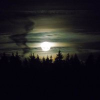 Луна над лесом :: Анатолий Антонов