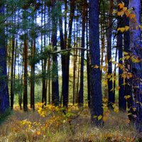 …Здесь не только сосны, вовсе нет, - Вдруг возникнет милый силуэт - легкая наивная березка... . :: Валентина ツ ღ✿ღ