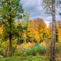 Пришла осень в Брянский лес :: Александр Березуцкий (nevant60)