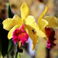 Каттлея - королева орхидей :: Татьяна Bartel