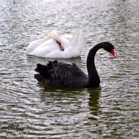 Лебеди черный и белый :: Nina Streapan