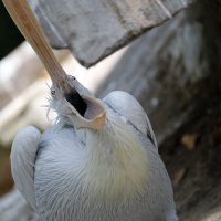 Голодный пеликан :: Мария Самохина