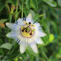 Пассифлора (Страстоцвет), (Passiflora).  – роскошная вечнозеленая лиана с невиданной красоты цветами :: Марина Щуцких