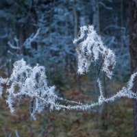 Первые заморозки :: Ириника 