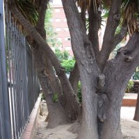 Самое сексапильное дерево Реуса :: ponsv 