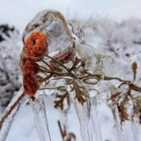 Серия "Хрустальный лес" :: Александр Швецов