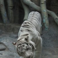 Белый тигр :: Дмитрий Никитин