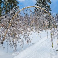 В ледяных оковах берёзка :: Светлана Л.