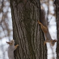 Белочки в парке. :: Виктор Куприянов 