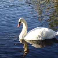 Лебеди на озере :: Маргарита Батырева