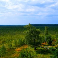 Рожнянское болото :: Александр Терентьев