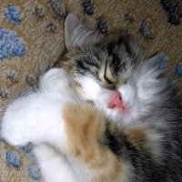 Спят усталые котята :: Елена Якушина