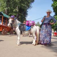 А пони тоже кони... :: Алексей Цветков