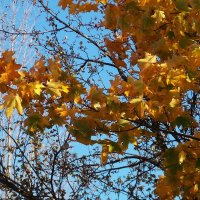 Осенние листья-1. Яркое солнышко. :: Фотогруппа Весна