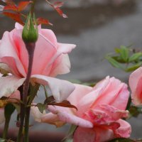 Октябрьские розы... :: Тамара (st.tamara)