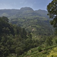 В краю чайных плантаций. Цейлон. In the land of tea plantations. Ceylon. :: Юрий Воронов