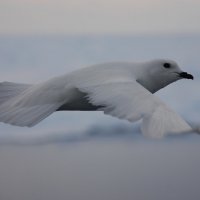 Снежный голубь :: Александр Терентьев