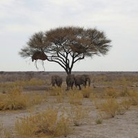 Намибия.Три слона. :: Михаил Рогожин