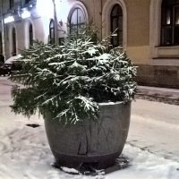 Ёлочка в снегу :: Митя Дмитрий Митя