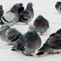 замерзшие голуби :: elena manas