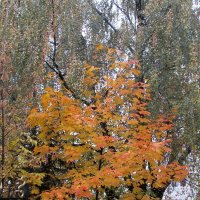 Осень :: Валюша Черкасова