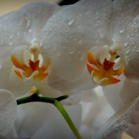 Орхидеи.... :: Анна Шишалова