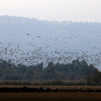 перелетные птицы в национальном птичьем заповеднике Хула расположенном на севере Израиля :: vasya-starik Старик