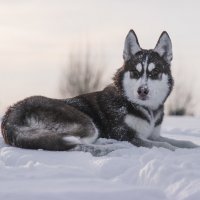 Вестер :: Дима Пискунов