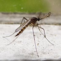 Обычный комар :: Геннадий Г.