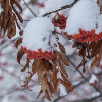 В саду горит... :: Владимир Хиль