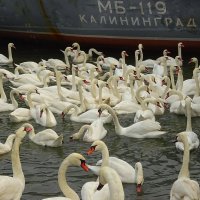 Осенний "шабаш" лебедей :: Маргарита Батырева