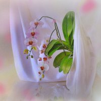 Орхидея :: Наталия Лыкова