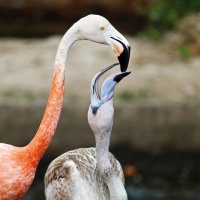 Кормление птенца фламинго :: Мария Самохина