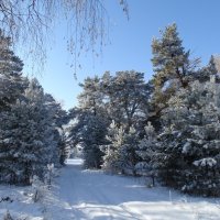 Дорогами Сибирской природы)) :: Владимир Звягин