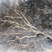 После снегопада :: Наталья 