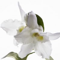 Орхидея дендробиум :: Ирина Приходько