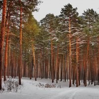 В СОСНОВОМ БОРУ. :: VLAD 