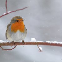 Белые мухи :: Александр Потапов