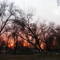 Рассвет в зимнем парке :: Наталья Гринченко