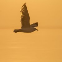 Чайка над Ладожским озером :: Алексей Горский
