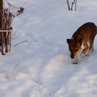 Холодно и голодно! :: Наталия Сарана