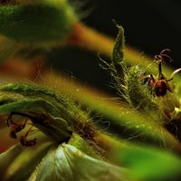 Цветок герани :: фазил керимов 