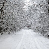 Когда много снега :: Сергей Тарабара