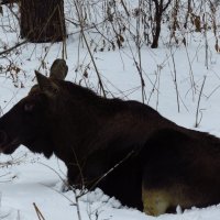 Хозяин Лосиного острова отдыхает :: Андрей Лукьянов