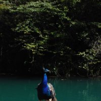 Голубое озеро. Абхазия. :: Нелли *
