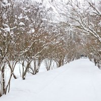 Зима :: Константин Поляков