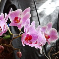Орхидеи. :: Алексей Цветков